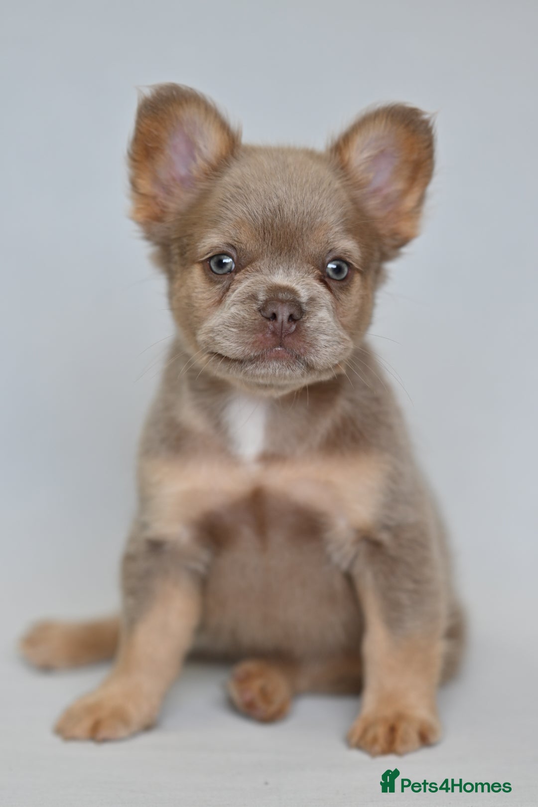French Bulldog dogs for sale: Fluffy French Bulldogs/DNA Tested Parents  - Image 8