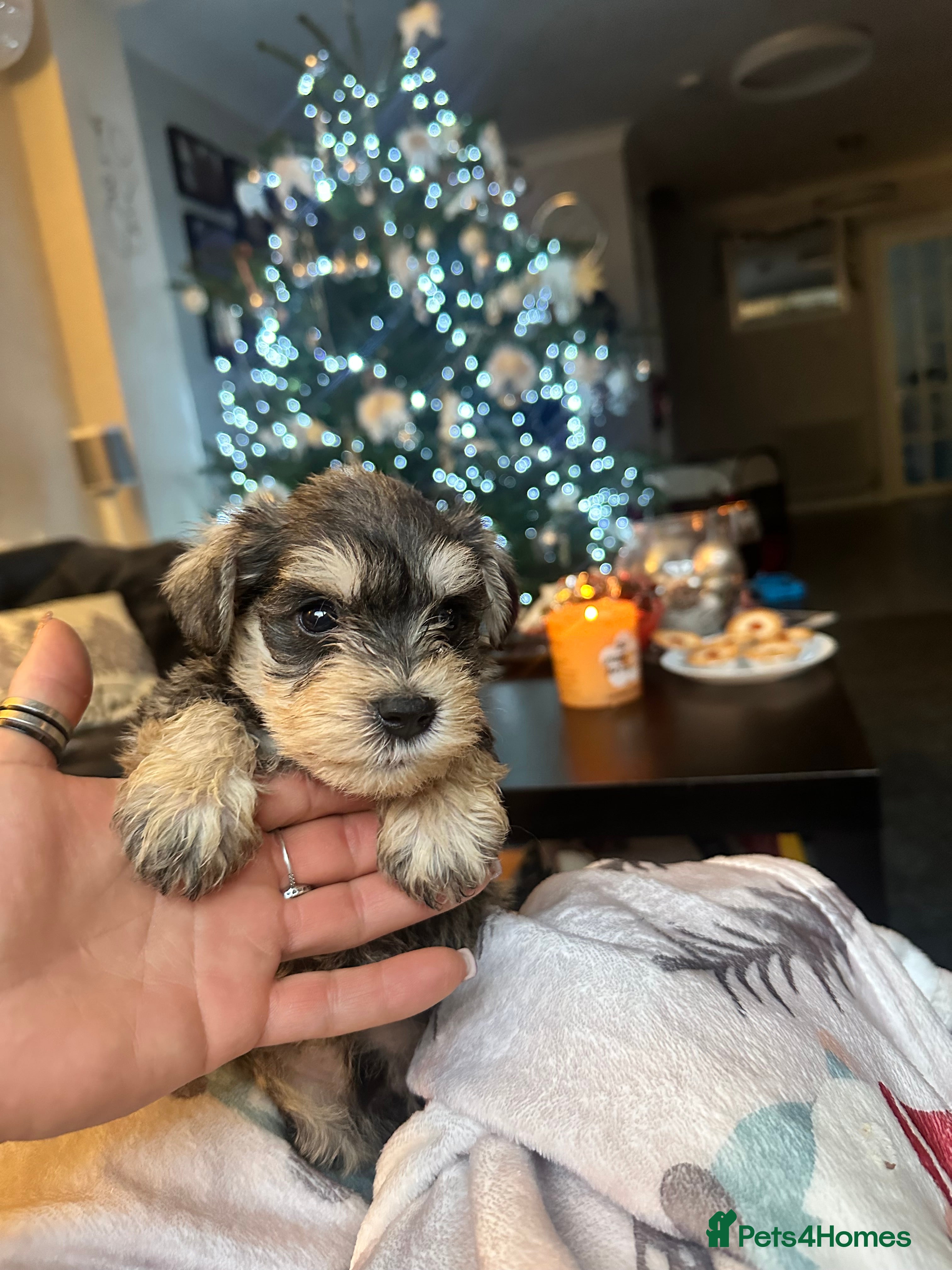 Miniature Schnauzer dogs OUTSTANDING CHAMPION PUPPIES-1 chunky boy  - Advert 6