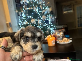 Miniature Schnauzer dogs OUTSTANDING CHAMPION PUPPIES-1 chunky boy - Advert 6