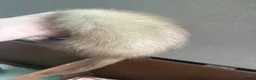 Ferret rodents for sale: One Jill panda left  - Advert 5