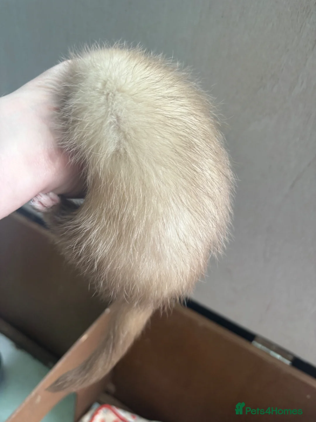 Ferret rodents for sale: One Jill panda left  - Advert 5