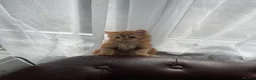 Mixed Breed cats for sale: 3 baby ready to go  - Advert 10