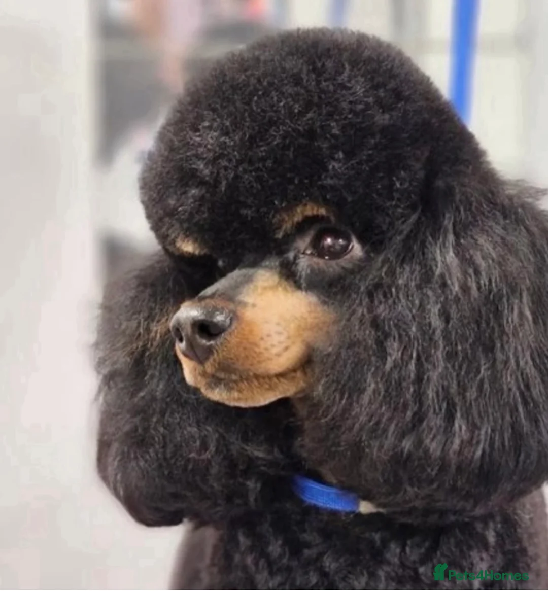 Cockapoo dogs for sale: Health tested cockapoo puppies  - Advert 31