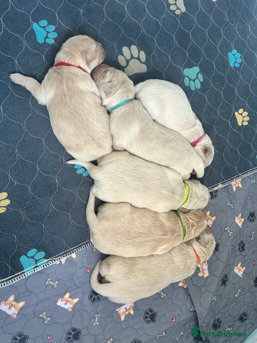 Golden Retriever dogs for sale: Golden retriever puppies  - Image 34