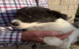Border Collie dogs for sale: Pure border collies ready now  - Image 16