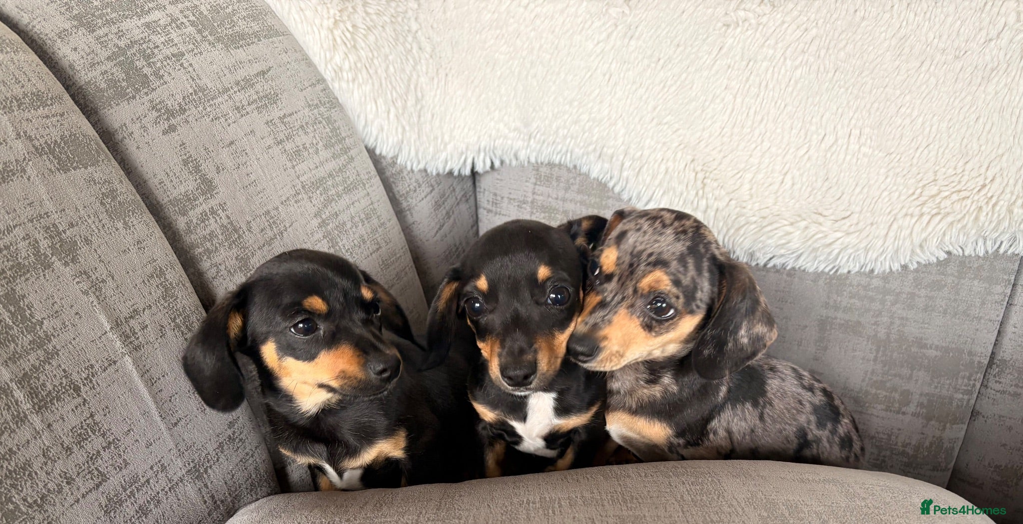 Chiweenie dogs Gorgeous Chiweenie puppies for sale - Advert 1