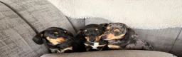 Chiweenie dogs for sale: Gorgeous Chiweenie puppies for sale - Advert 1