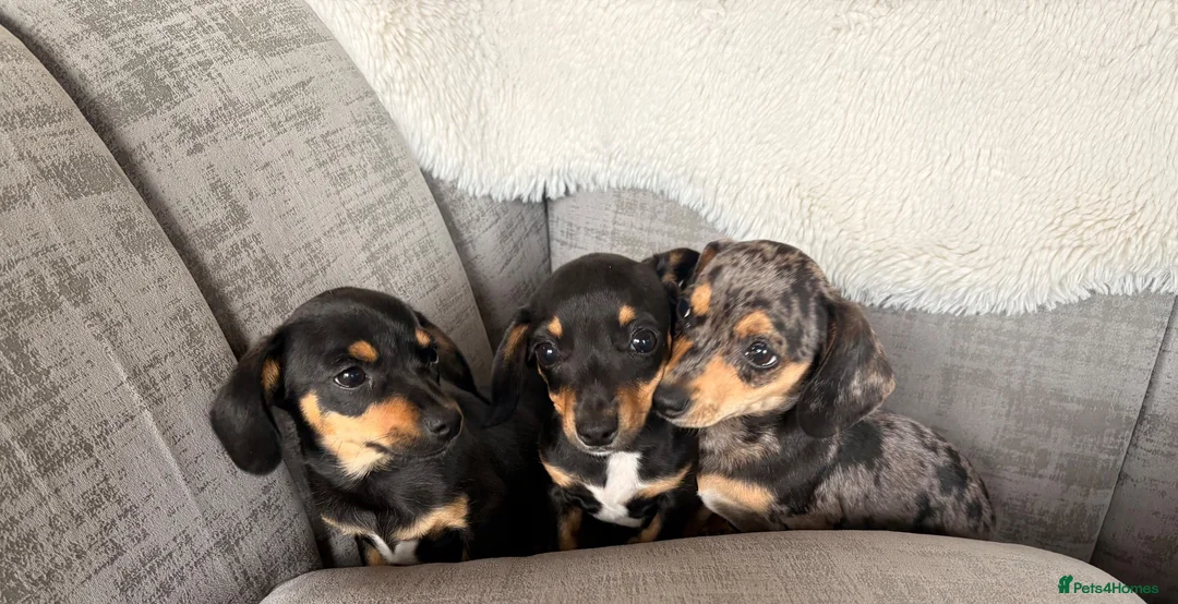 Chiweenie dogs for sale: Gorgeous Chiweenie puppies for sale - Advert 1