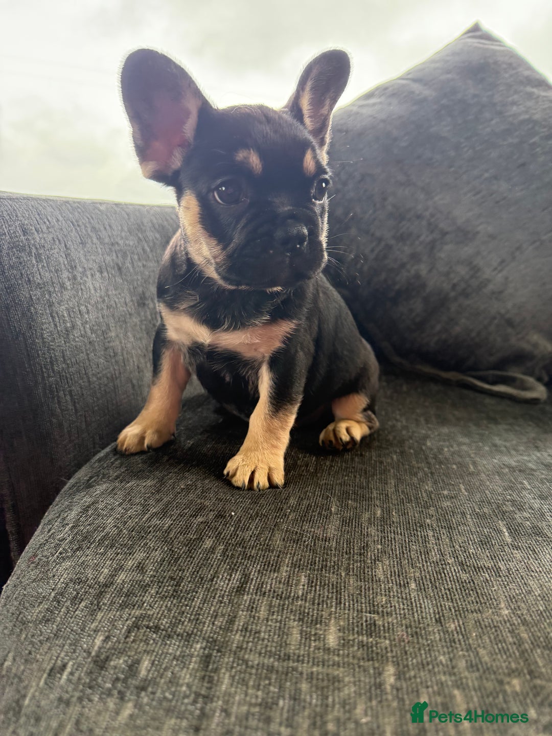 French Bulldog dogs for sale: French bulldog puppies  - Image 2