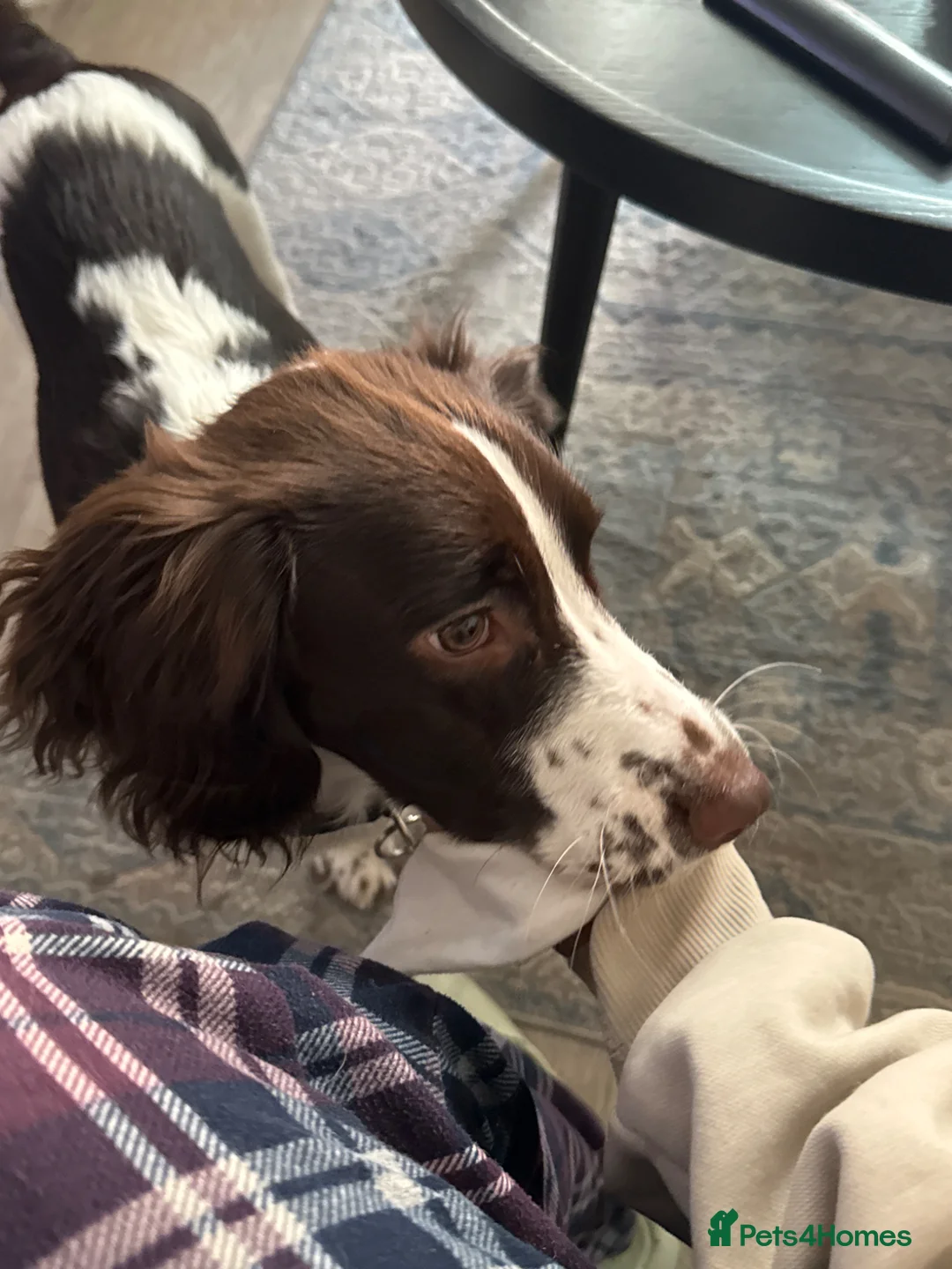 English Springer Spaniel dogs for sale: Oakley springer spaniel puppy  - Advert 2