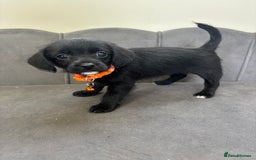 Chipoo dogs for sale: Stunning Chipoo Pups DNA Health Tested - Image 24