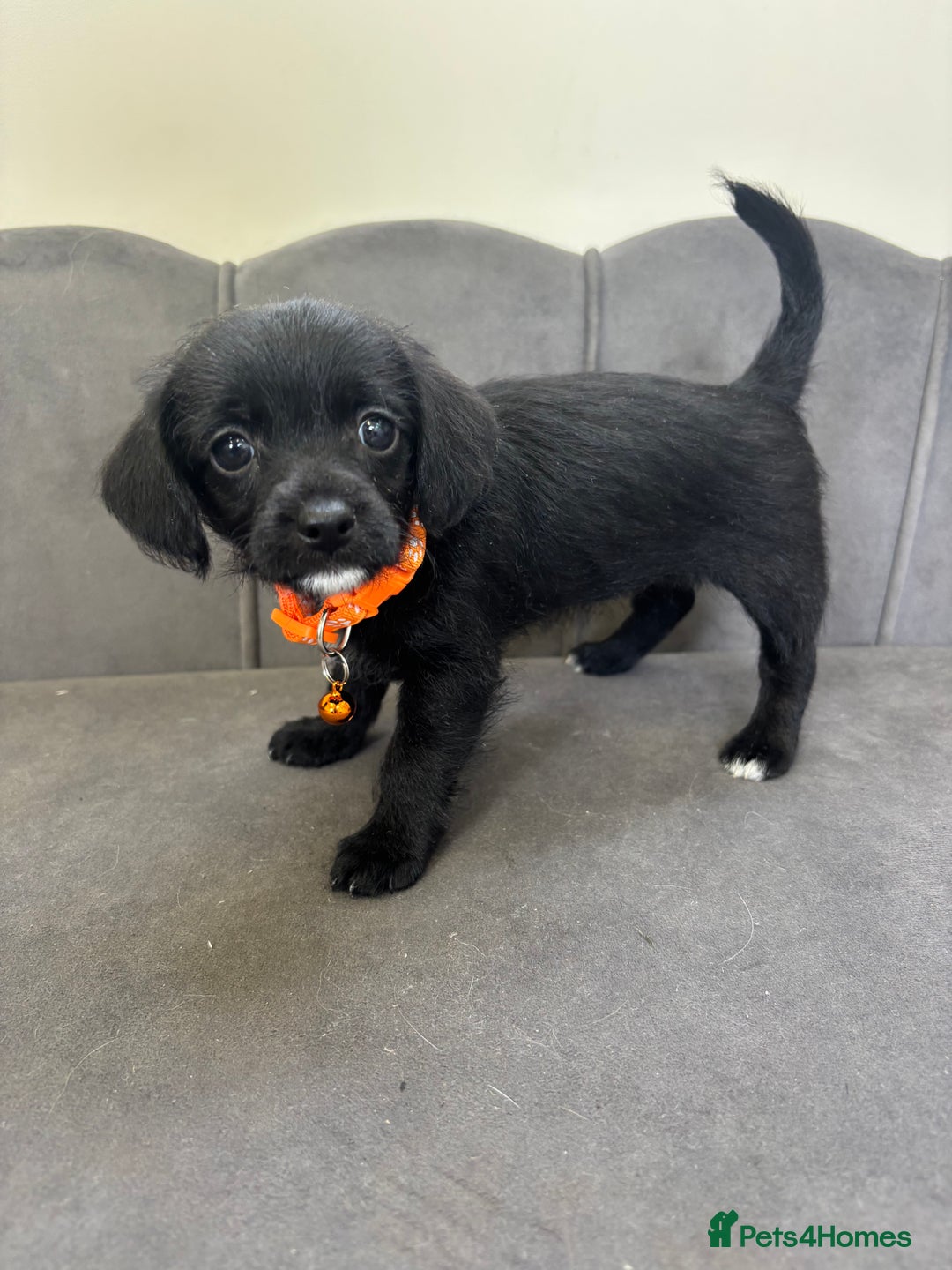 Chipoo dogs for sale: Stunning Chipoo Pups DNA Health Tested - Image 24