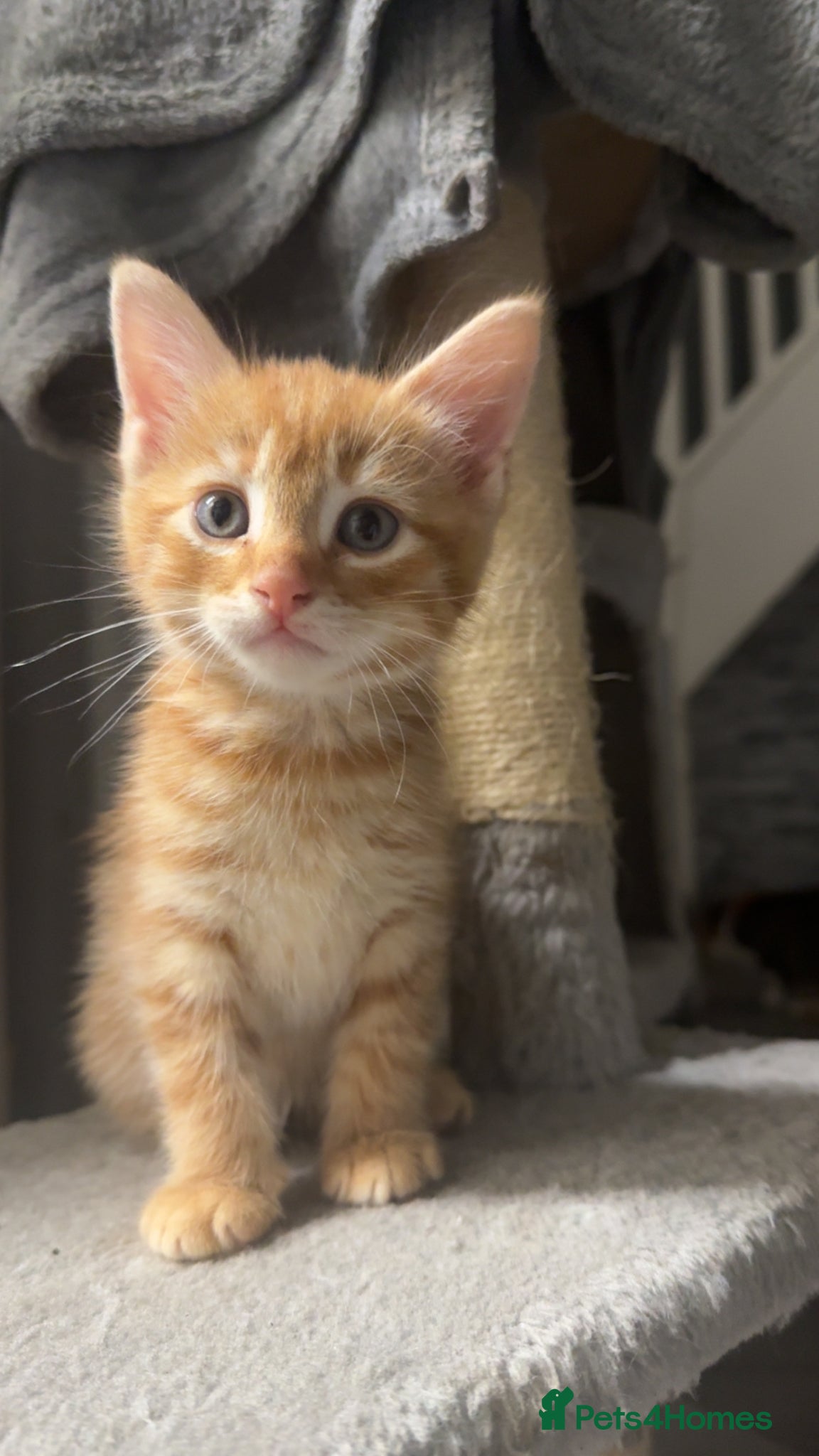 Mixed Breed cats 5 beautiful kittens ready to leave  - Advert 1