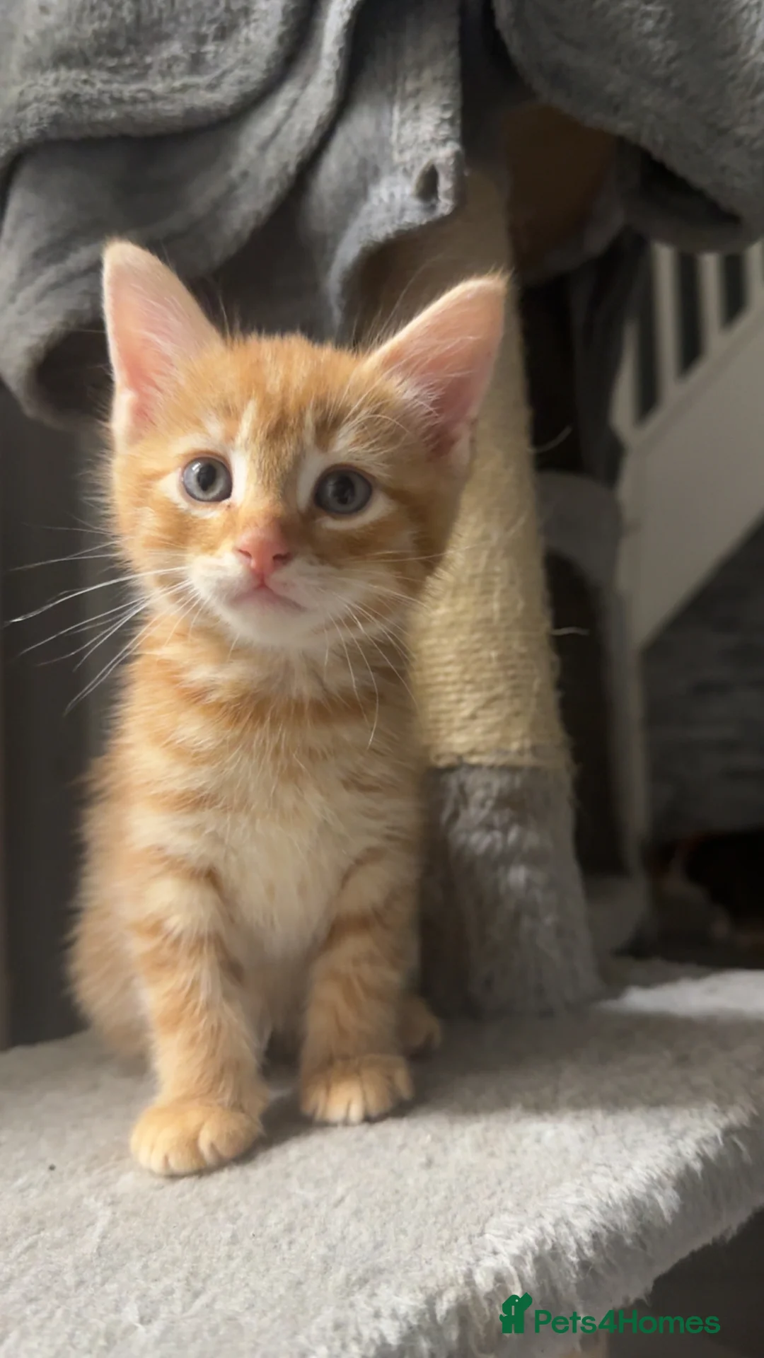 Mixed Breed cats for sale: 5 beautiful kittens ready to leave  - Advert 1