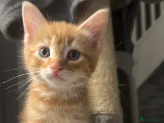 Mixed Breed cats 5 beautiful kittens ready to leave - Advert 1