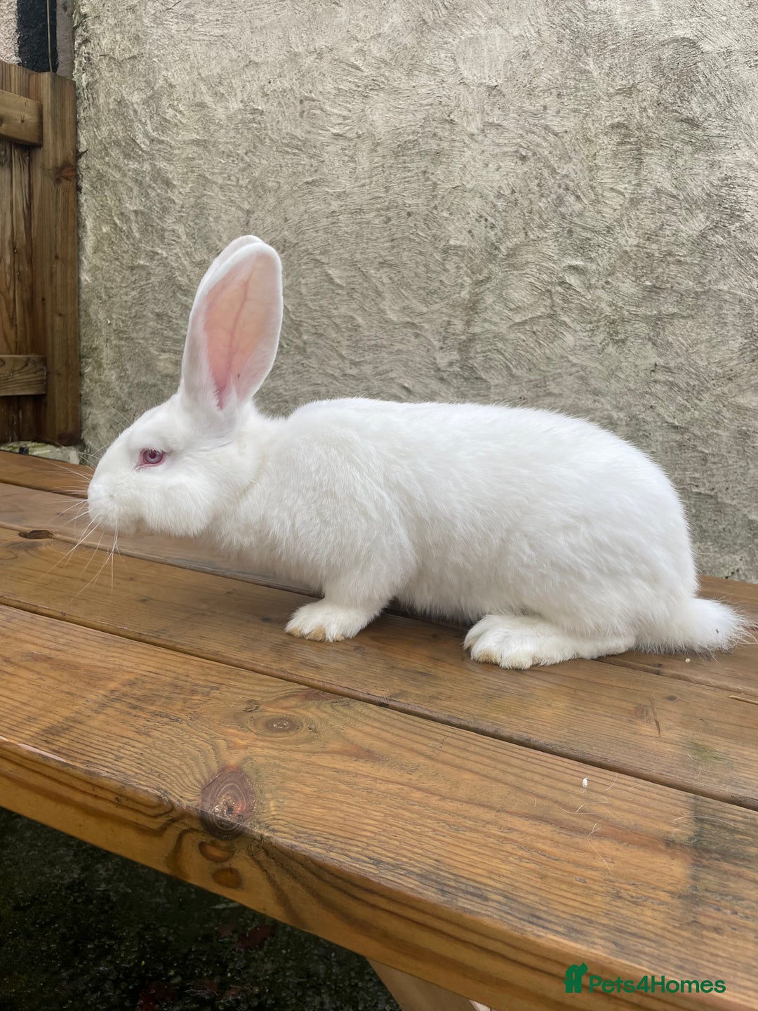 Continental Giant rabbits for sale: Various ages of continental giants - Advert 7