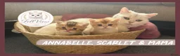 British Shorthair cats for sale: Exceptional British Shorthair Kittens  - Advert 13