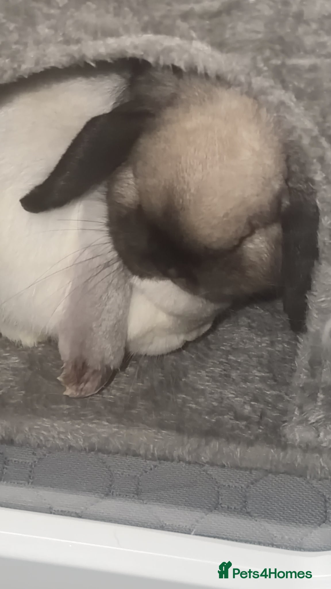 Mini Lop rabbits 2 mini lops for rehoming - Advert 1