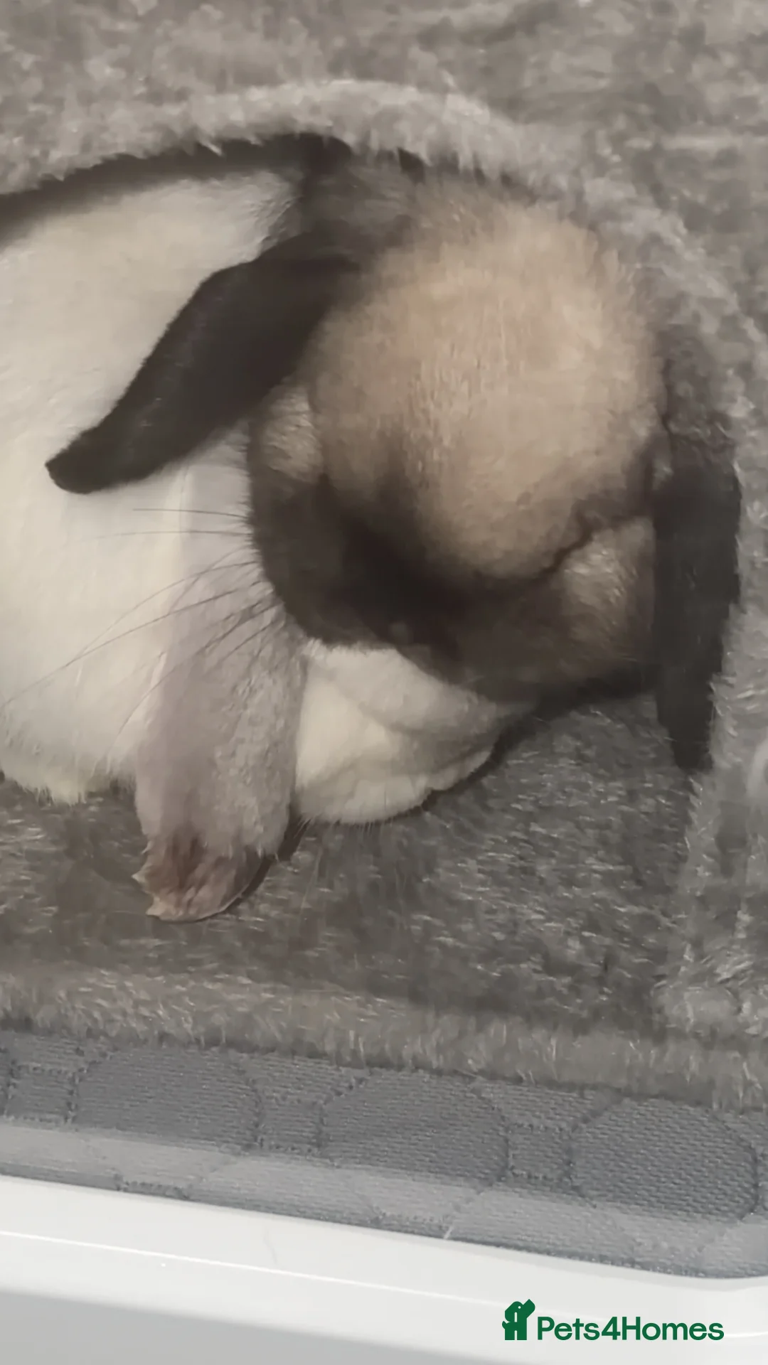 Mini Lop rabbits for sale: 2 mini lops for rehoming in Doncaster - Advert 1
