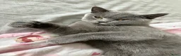 British Shorthair cats for sale: Female Pure British Blue  - Advert 6