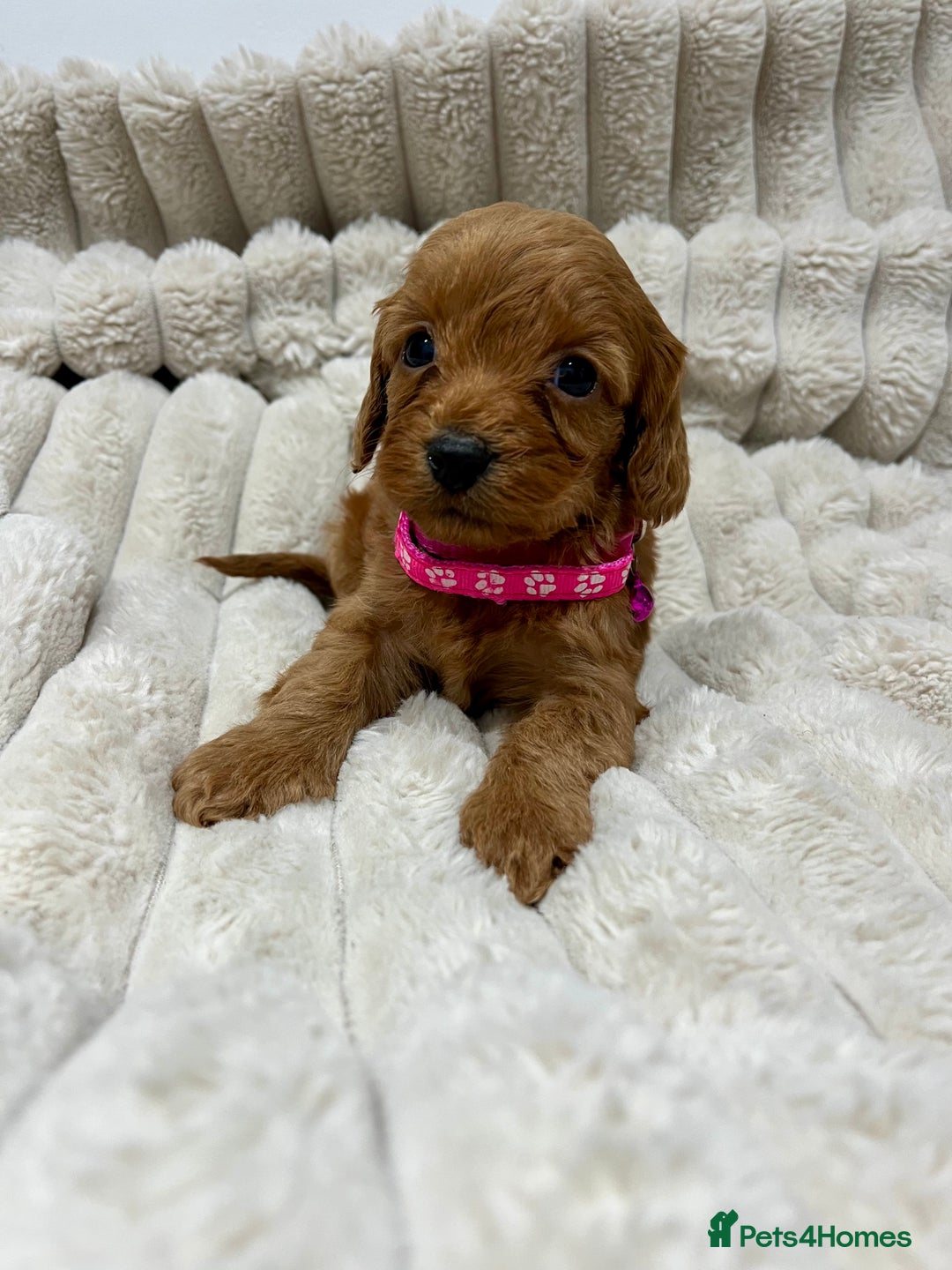 Cockapoo dogs for sale: Fox Red Cockapoo Puppies🎅 **  - Advert 6