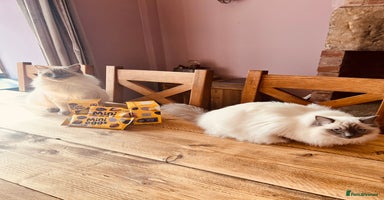 Ragdoll cats - Advert 2