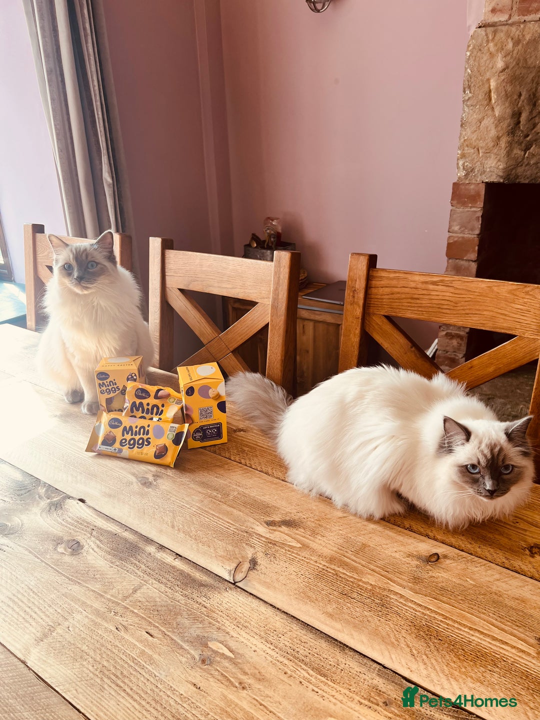 Ragdoll cats for sale: Looking for a 5 star home for my two ragdolls - Image 2