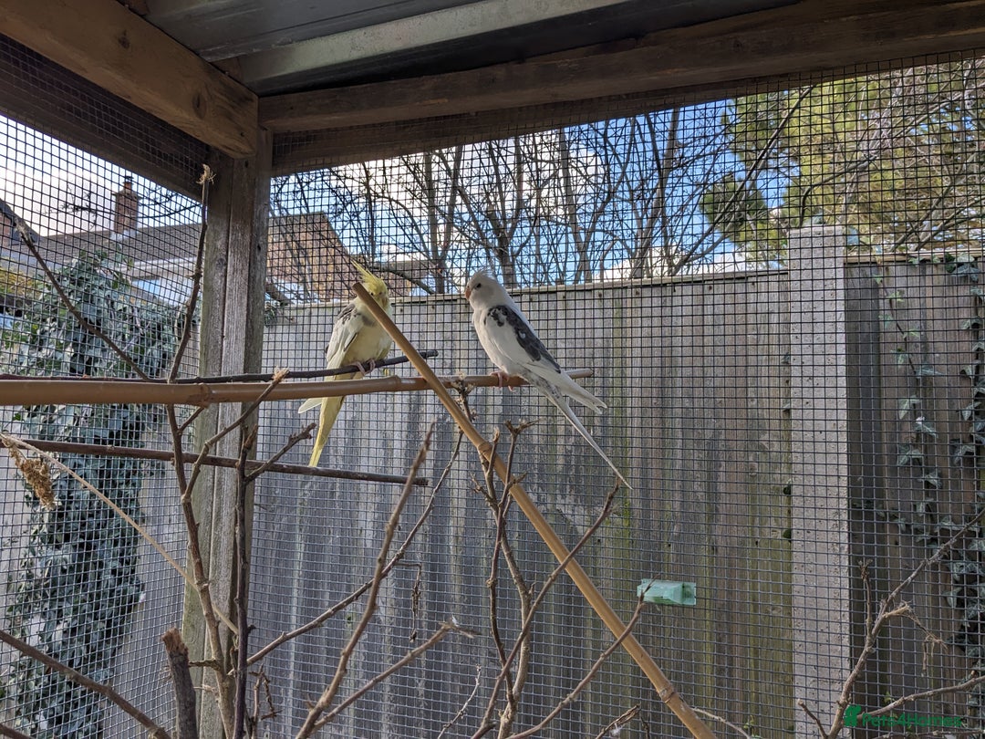 Cockatiels birds for sale: One male and one female 4 month old cockatiels. - Advert 15