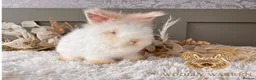 Angora rabbits for sale: Fully Vaccinated Angora Litter - Advert 4