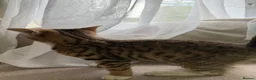 Mixed Breed cats for sale: Kittens available now  - Advert 11