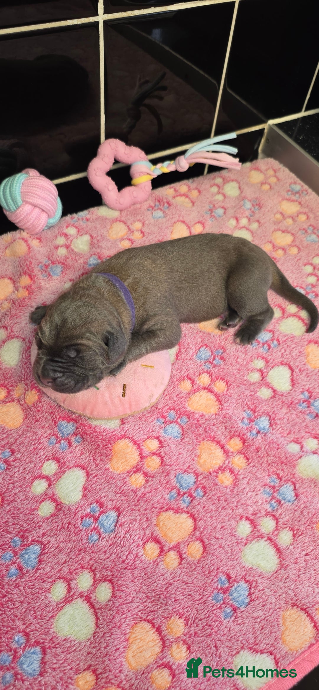 Cane Corso dogs for sale: 8 beautiful cane corsos  - Image 20