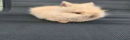 Lionhead rabbits for sale: Purebred doublemane lionhead babies in Wellington - Advert 11