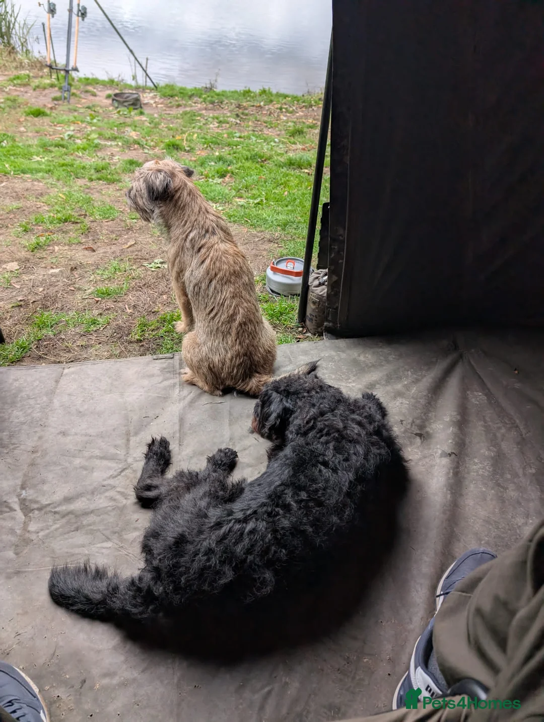 Mixed Breed dogs for sale:  Free to loving new home 16mth old male Patterpoo - Advert 10