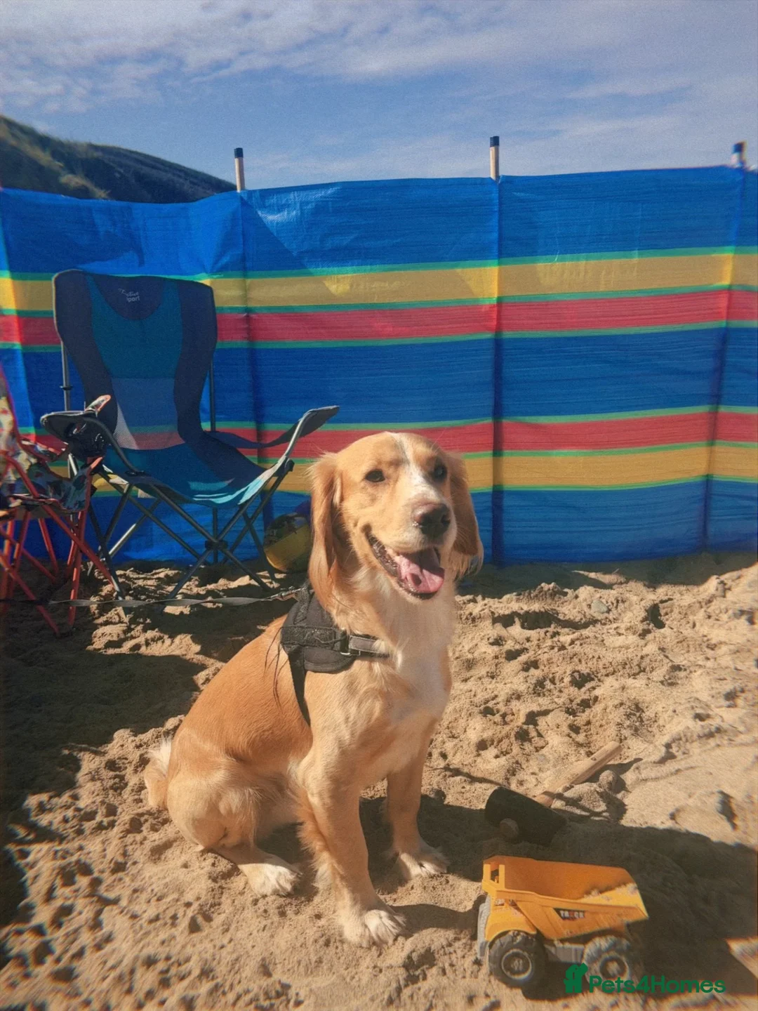 Cocker Spaniel dogs for sale: Marley Our Working Cocker Spaniel🧡 - Advert 2