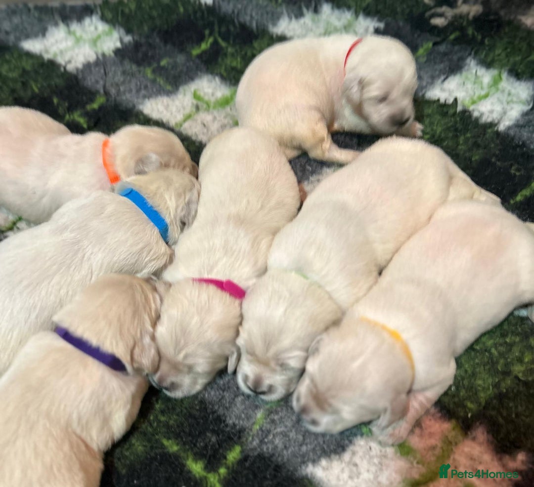 Golden Retriever dogs for sale: Chunky, cream pups - Image 9