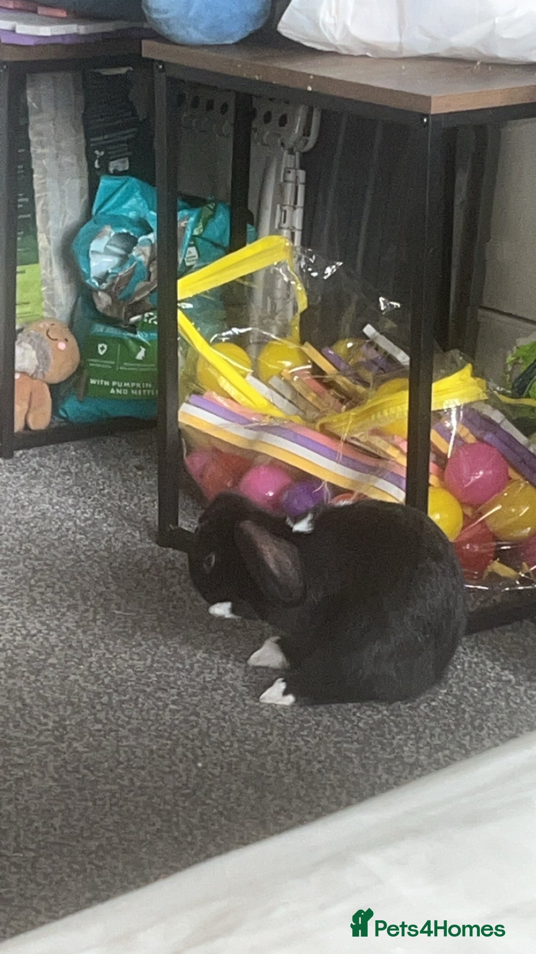 English rabbits for sale: Male rabbit needing a home - Advert 3