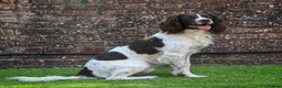English Springer Spaniel dogs for stud: KC Reg Health Tested Springer Spaniel Stud Dog - Advert 5
