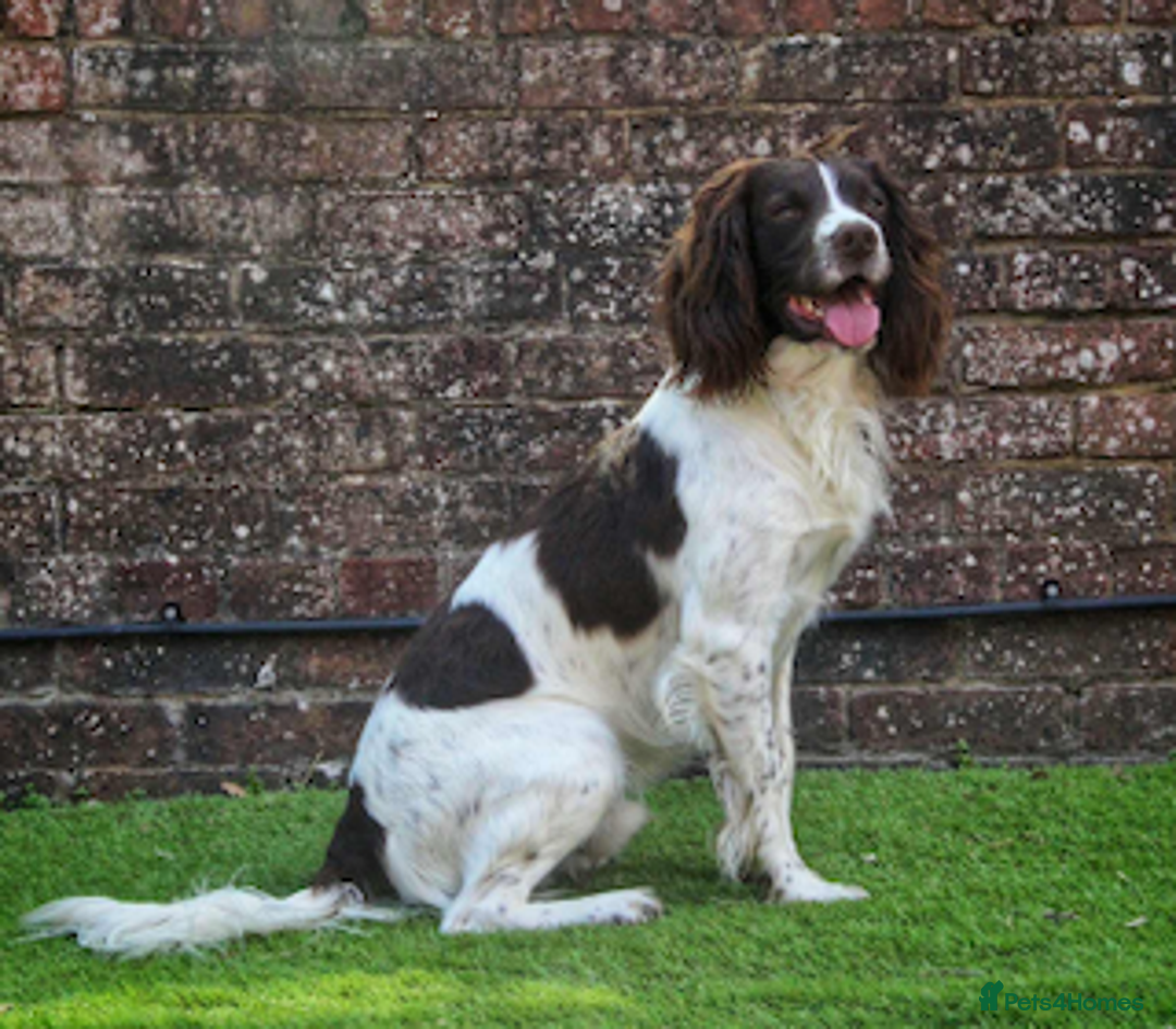 English Springer Spaniel dogs for stud: KC Reg Health Tested Springer Spaniel Stud Dog - Advert 5
