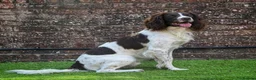 English Springer Spaniel dogs for stud: KC Reg Health Tested Springer Spaniel Stud Dog - Advert 5