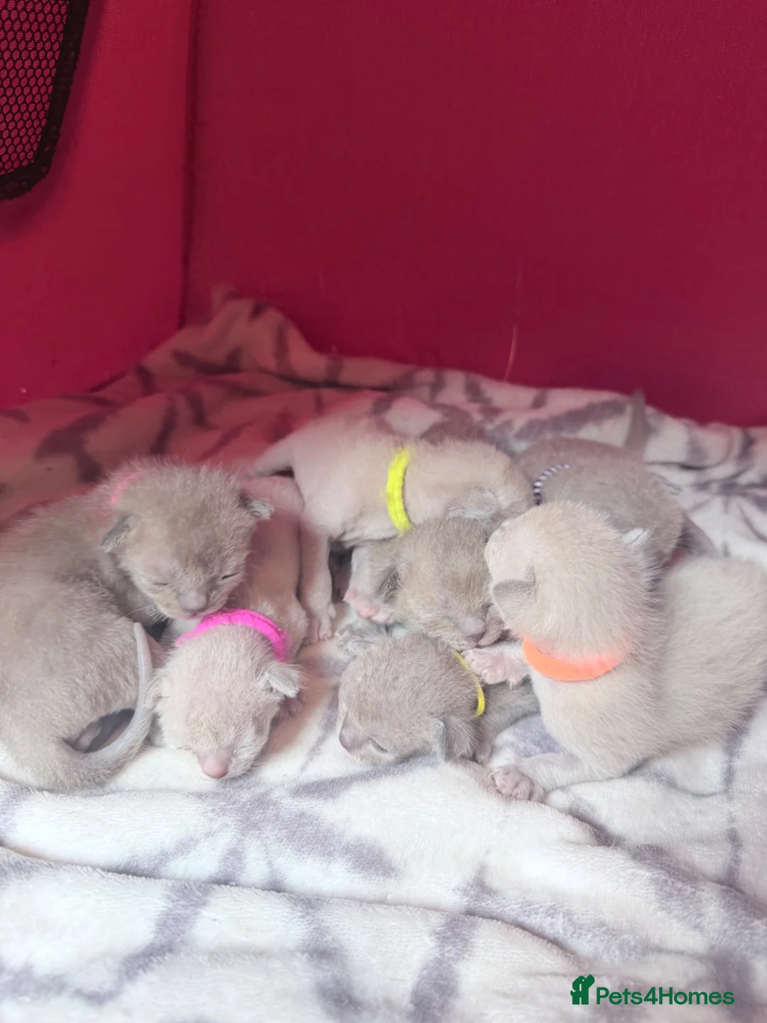 Burmese cats for sale: GCCF registered - Home Raised Burmese Kittens - Advert 12