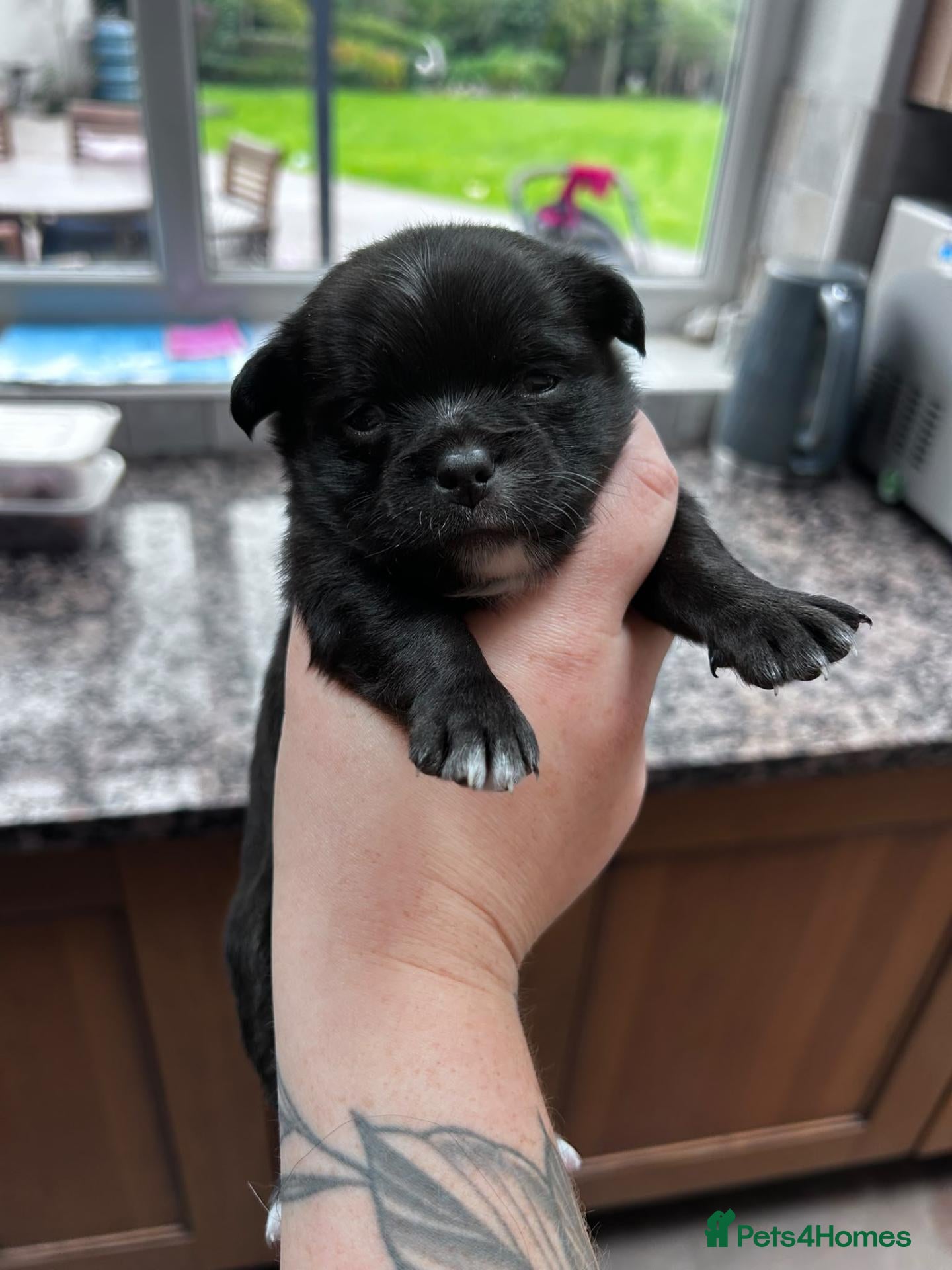 Mixed Breed dogs Pomchi cross jack Russell schitzu patterdale pups - Advert 22