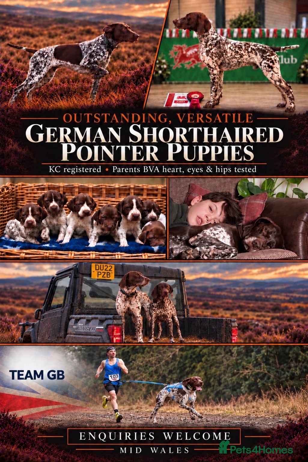 German Shorthaired Pointer dogs Outstanding versatile German Shorthaired Pointers - Advert 1