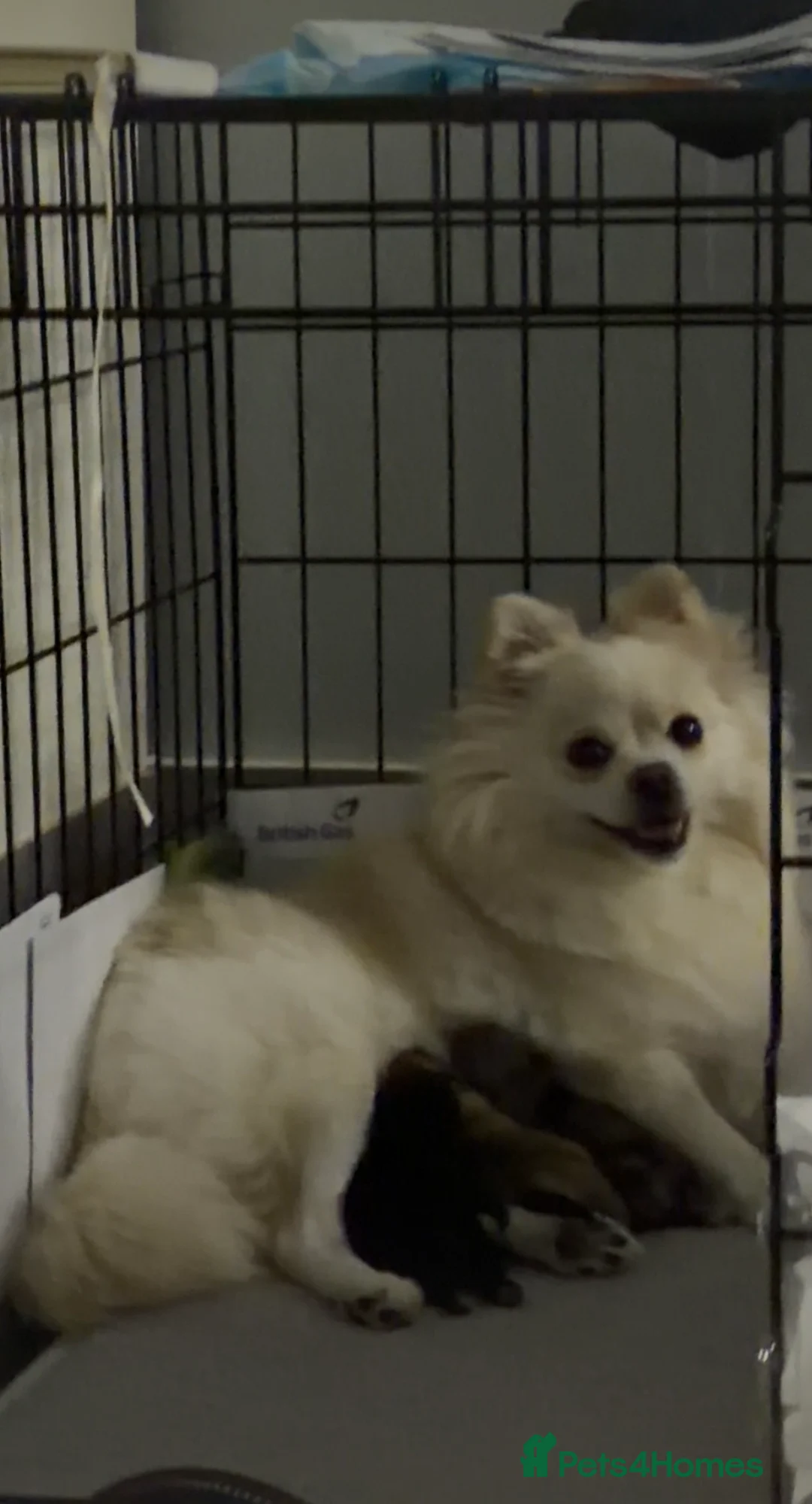 Pomeranian dogs for sale: Adorable Pomeranian Puppies Merle, Sable & Black - Advert 1