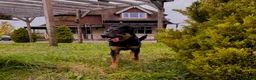 Mixed Breed dogs for sale: German shepherd x Rottweiler  - Advert 4