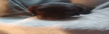 Sprocker 2