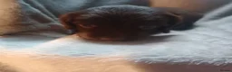 Sprocker dogs for sale: Sprocker puppies  - Advert 9