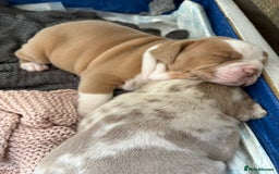 Olde English Bulldogge dogs for sale: Stunning Litter of OldTyme English Bulldogge!!💖💙 - Image 15
