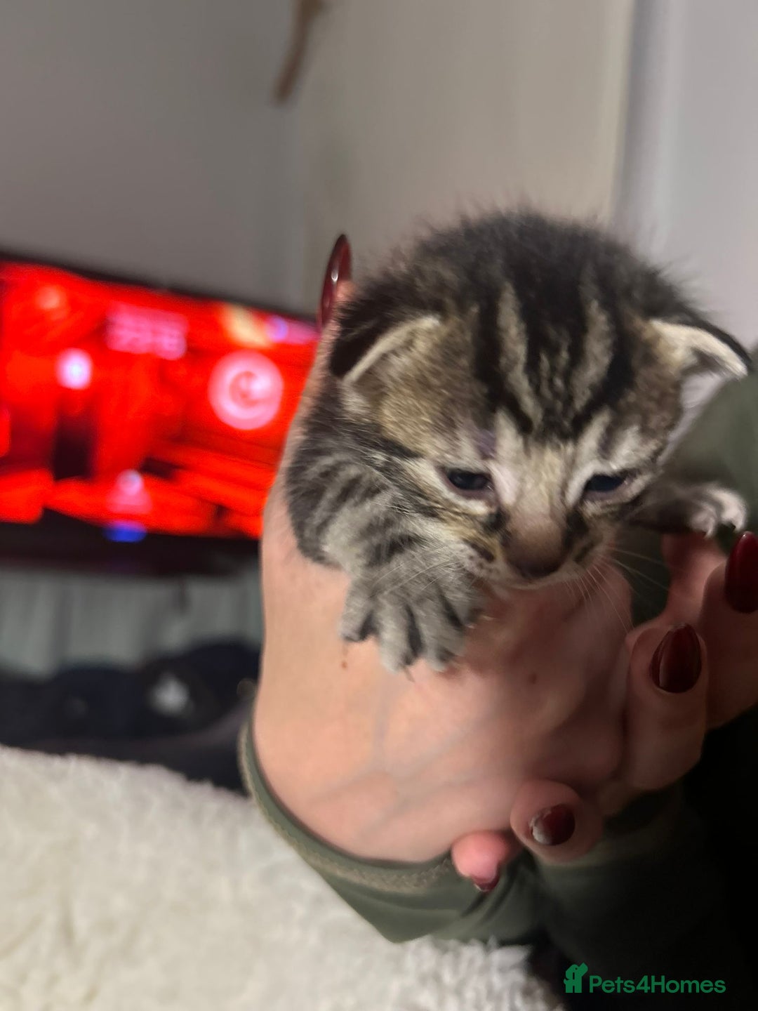 Mixed Breed cats for sale: Soft, Sweet, and Full of Fun…. - Advert 20