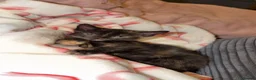 Mixed Breed cats for sale: 5 beautiful kittens!! females  - Advert 4