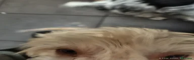 Cockapoo Puppy 4